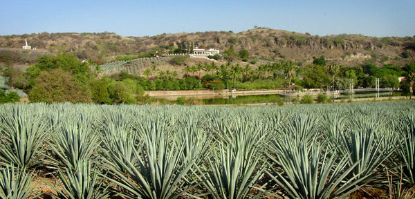 Discovering Fortaleza Tequila: Tradition and Craftsmanship in Every Sip