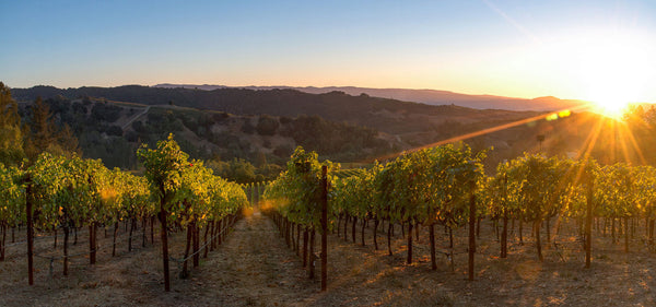 Exploring the Best Wines Napa Valley Has to Offer